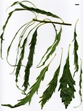 SpeciesSub: 'Laciniata Crispa' SpeciesSub: 'Laciniata Crispa'